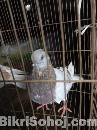 কবুতর